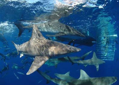 Sandbar sharks